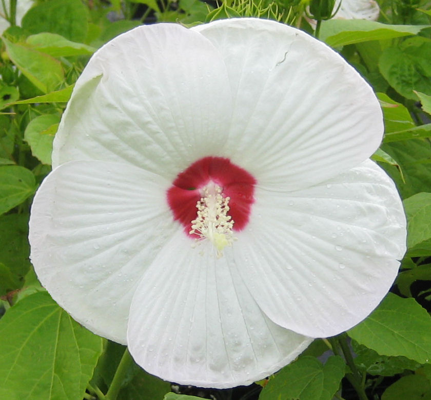 Luna™ White Hibiscus Natorp's Online Plant Store